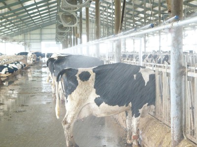 Spray system forcattle shed